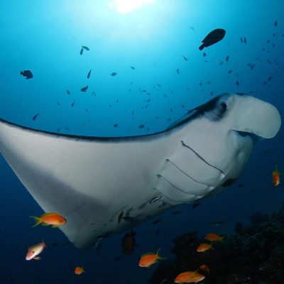 SFR_Exp_SnorkelwithMantaRays1-1200x802