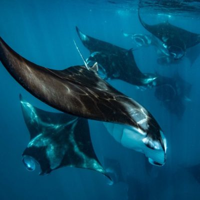 SFR_Exp_SnorkelwithMantaRays4