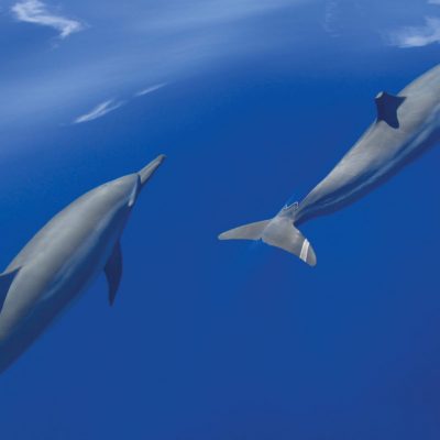 SFR_Exp_SunsetDolphinCruise2-1200x802