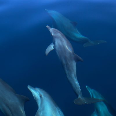 SFR_Exp_SunsetDolphinCruise8